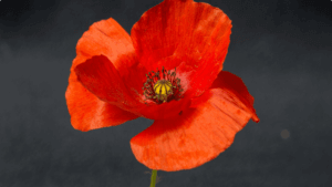 A photograph of a poppy flower, signifying Remembrance Day. Similarly, we are called to remember the Gospel.