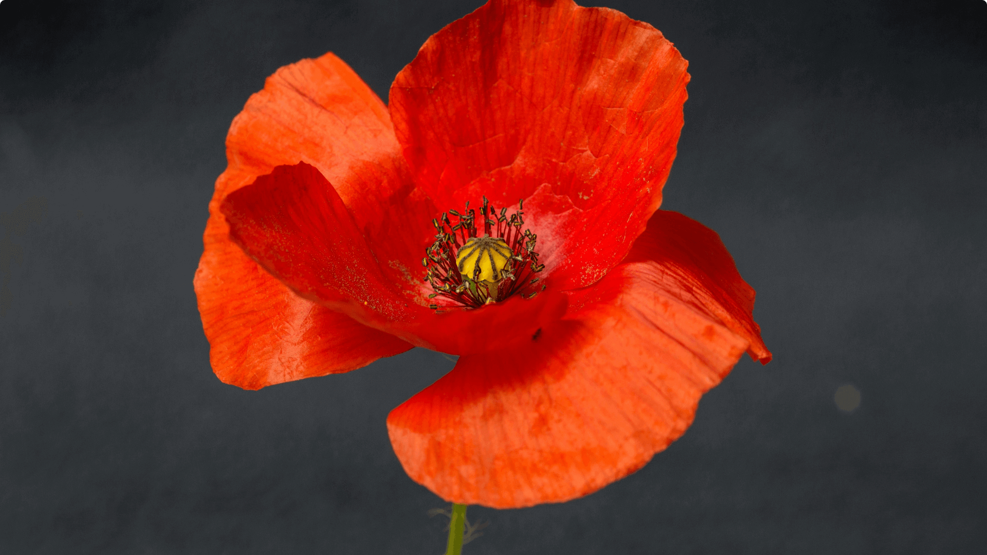 A photograph of a poppy flower, signifying Remembrance Day. Similarly, we are called to remember the Gospel.