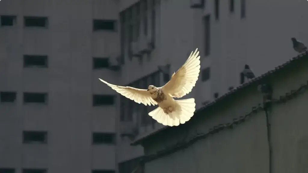 White Dove signifying How God's Promises bring peace