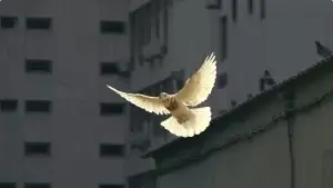 White Dove signifying How God's Promises bring peace