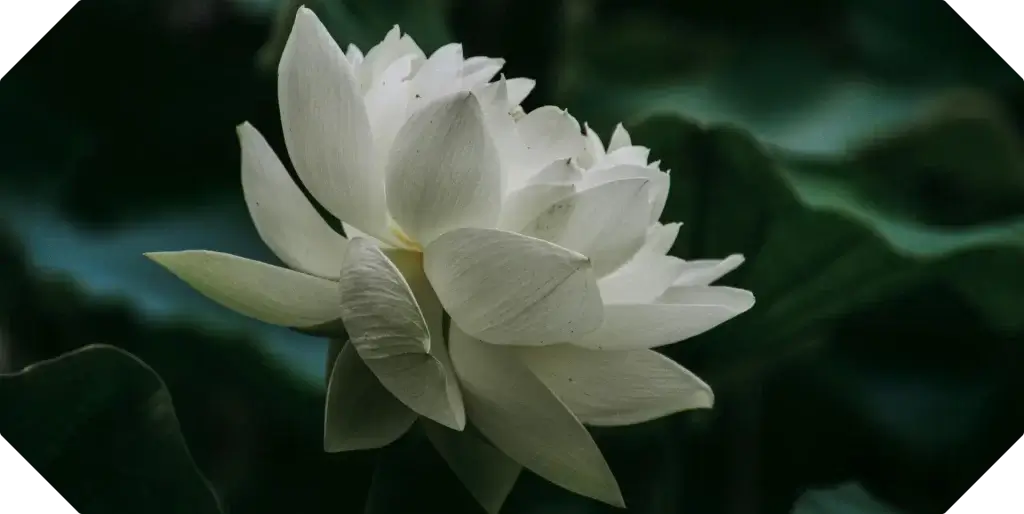 White flower signifying peace