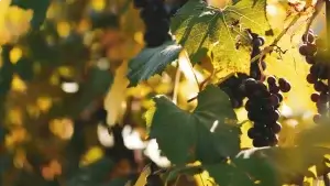 Image of grapes on a vine to represent what the Abide-The-Path-to-Purpose article is about